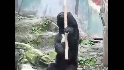 Кунг - фу мечка в Япония 