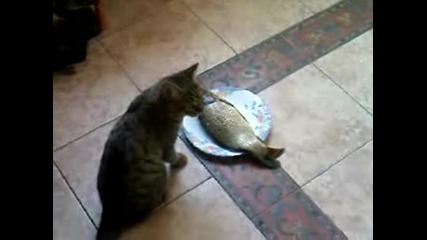Котка се чуди какво да прави с риба