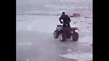 стабилно гризли на лед
