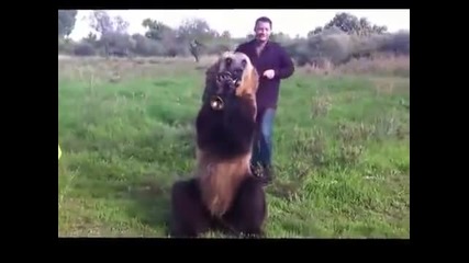 Такава мечка не сте виждали