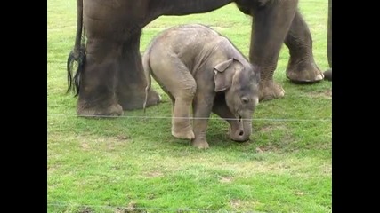 Сладко слонче прави своите първите стъпки ..