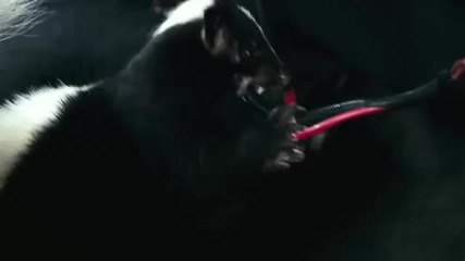 Furry Vengeance - Movie Trailer 