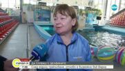 Плуване с делфини – новата стара атракция в Делфинариума във Варна