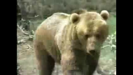 Animal Face Off - Puma Vs Bear