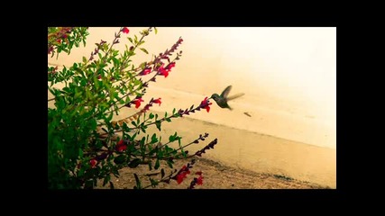Moonbeam feat. Avis Vox - The Lilt (dj Macbras Remix)
