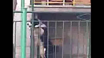 Лудо куче
