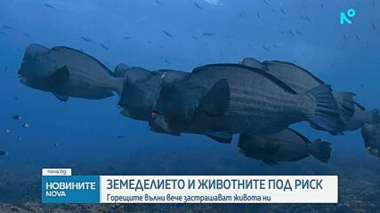Екстремните горещини застрашават над един милиард души по света