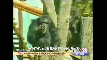 Маймуна заклет пушач
