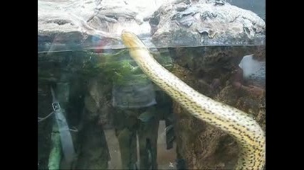Huge snake