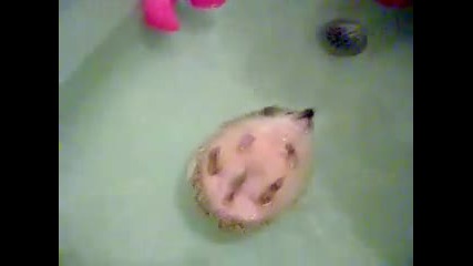 сладко таралежче