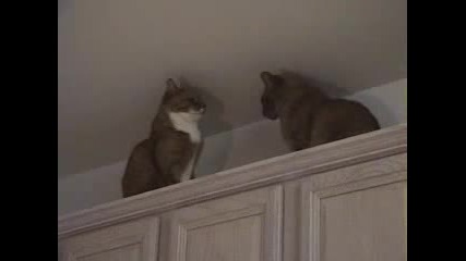 Cat Fight