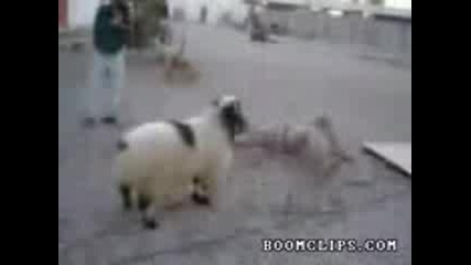 Напред ! - Ха Ха