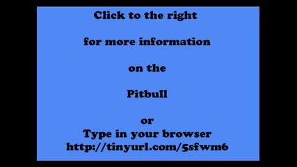 Pitbull Training
