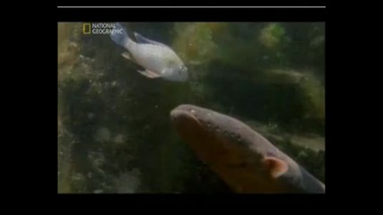 National Geographic-най - Опасните Животни На Света - Електрическата Змиорка Бг Аудио