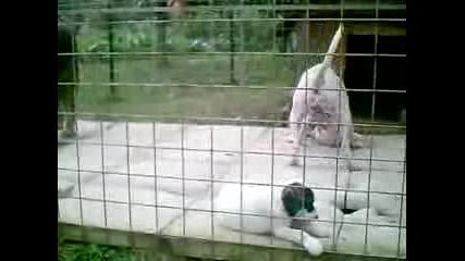 Дого Аржентино