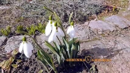 Joyful Spring