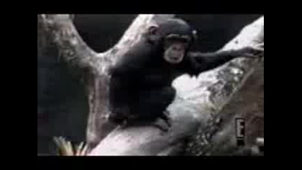 Monkey 