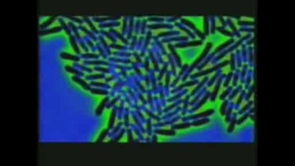 Evolution.avi