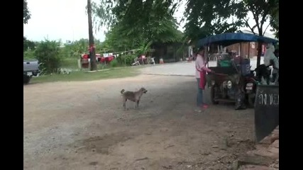 Куче симулант