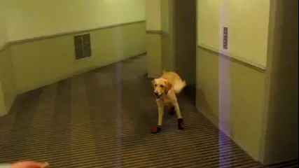Куче бяга със маратонки