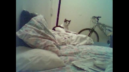 Cat Vs. Fart