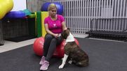 Who's a fit boy? Fitness gym for dogs opens in Chelyabinsk