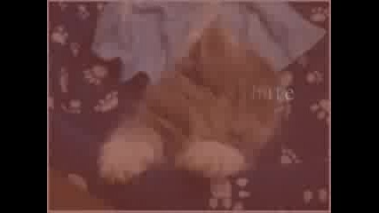 Cats Its oh so quiet - Animali