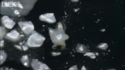 Great Male Polar Bear Swimming in Freezing Seas - Planet Earth - Bbc wildlife 
