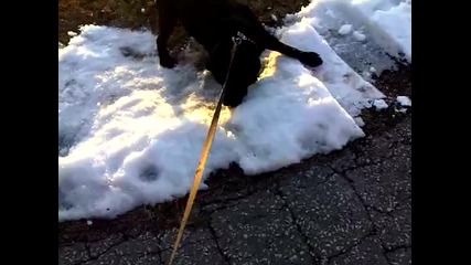 Ultimate dog tease too