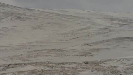 Сурово Отглеждане на Елени в Швеция 