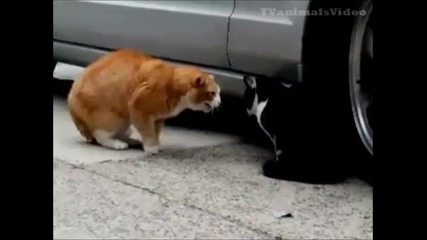 Разговор между две котки