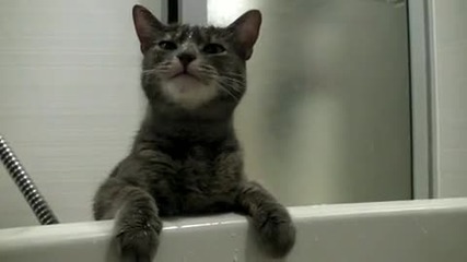 Коте