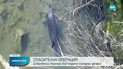 Спасиха делфин, заседнал в плитчините край Бургас