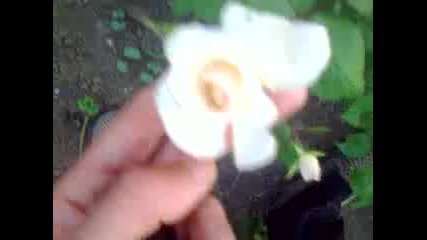 Super Beyaz Gul Ya 2015 Hd