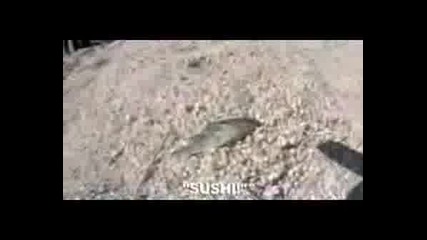 Mike And Chester Playing With A Dead Fish!