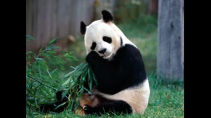 Animal Wallpapers