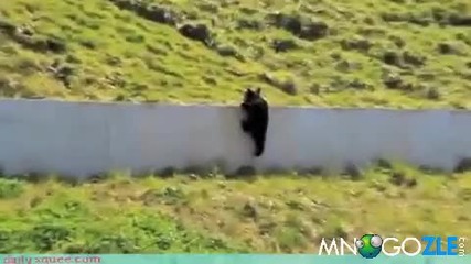 Малки мечета лудуват