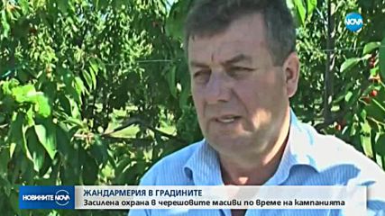 Жандармерията пази черешите в Кюстендилско