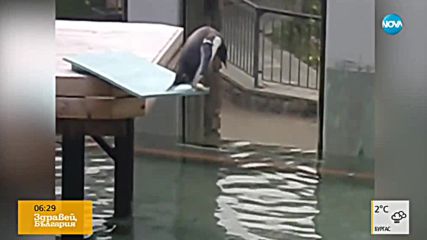 Пингвин се страхува да скочи във водата