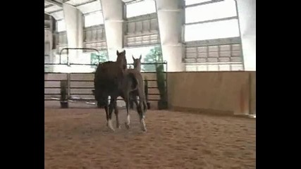 Alecto {horses}