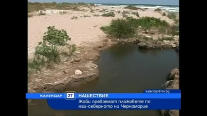 Крастави жаби в Черно Море