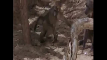Drunk Animals In Africa