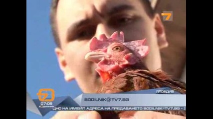 Зелени Яйца снесе Кокошка !