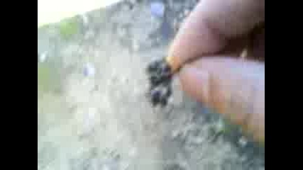pogrebenieto na edin Paqk!!!!