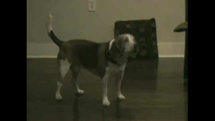 Смях !!! Who Dat Dog 