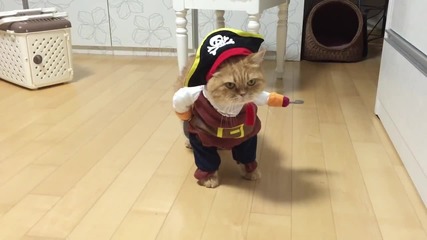 Котката пират, готова да завладява нови хоризонти ( Смях)