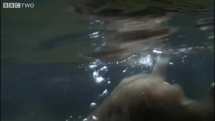 Снежни маймуни - Natural World - Bbc Two 