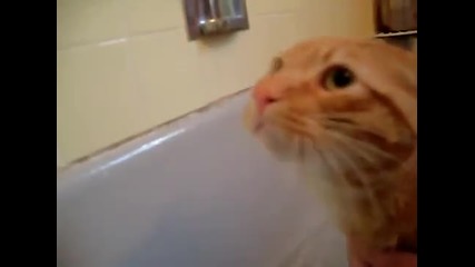 Котка не иска да я къпят и мяука Нееееееее