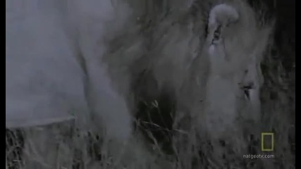 Война с лъвове