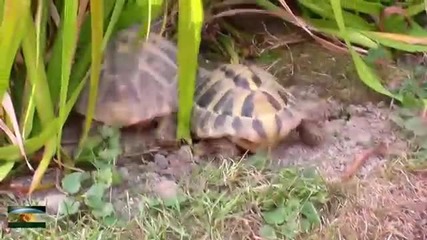 Любов между две костенурки